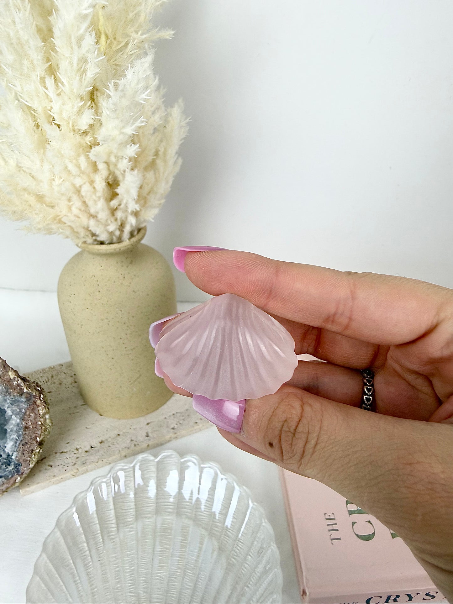 Pink Catseye Clams