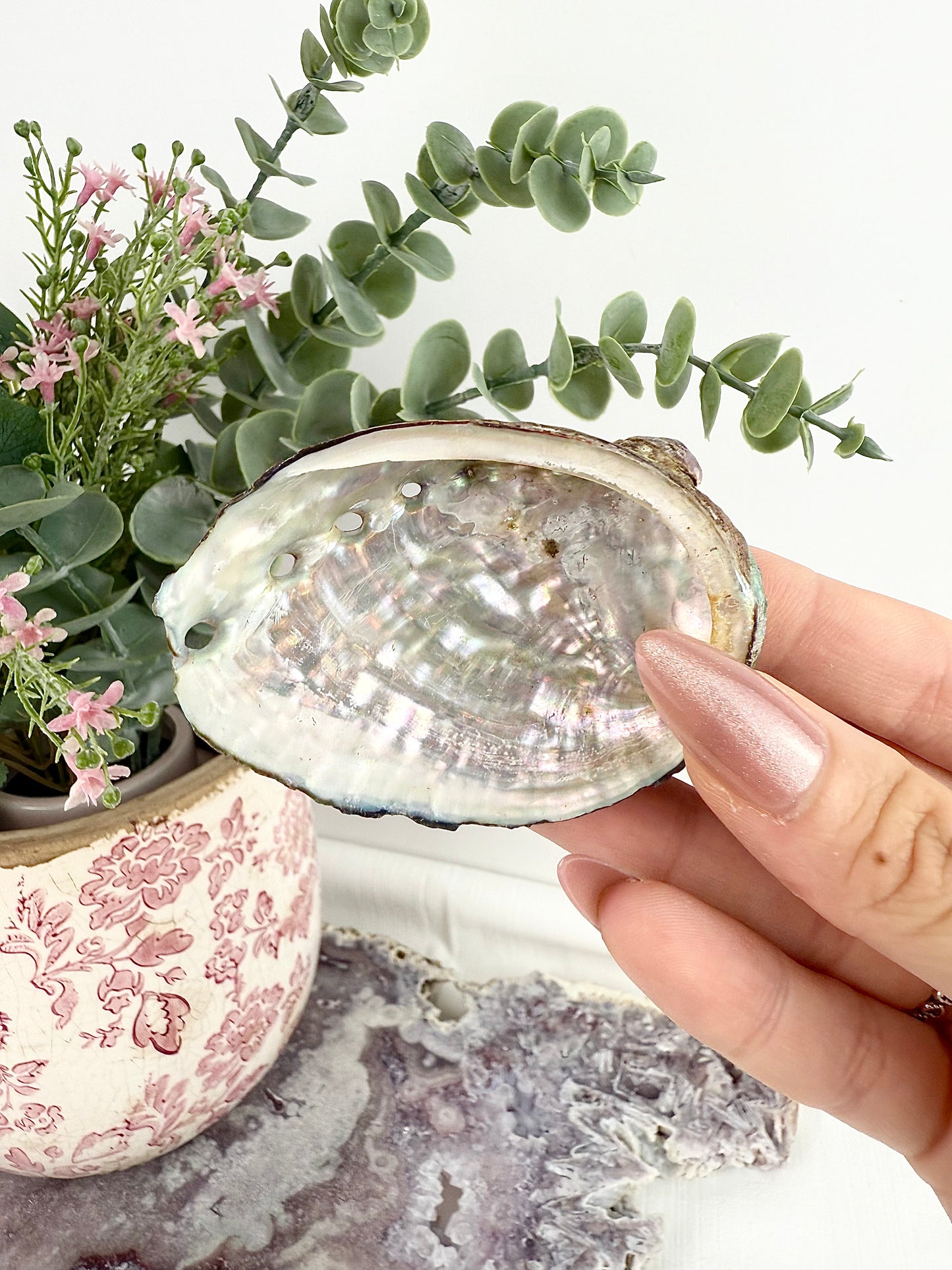 Abalone Shell