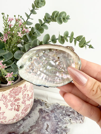 Abalone Shell