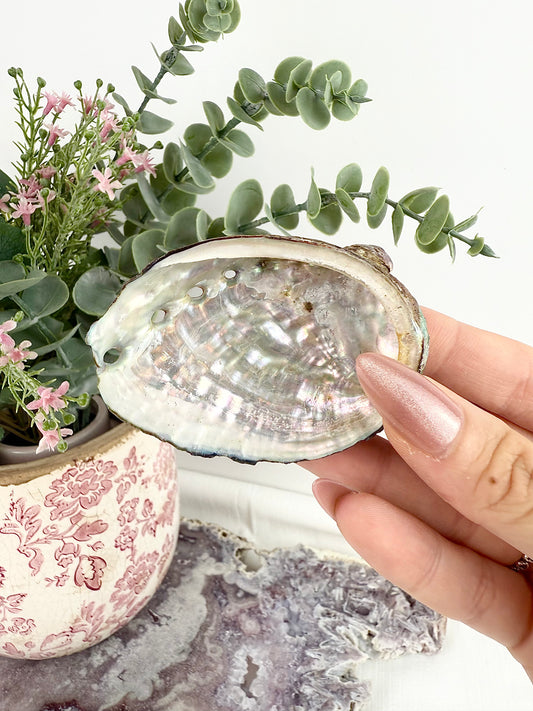 Abalone Shell