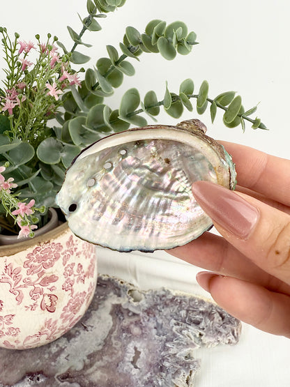 Abalone Shell