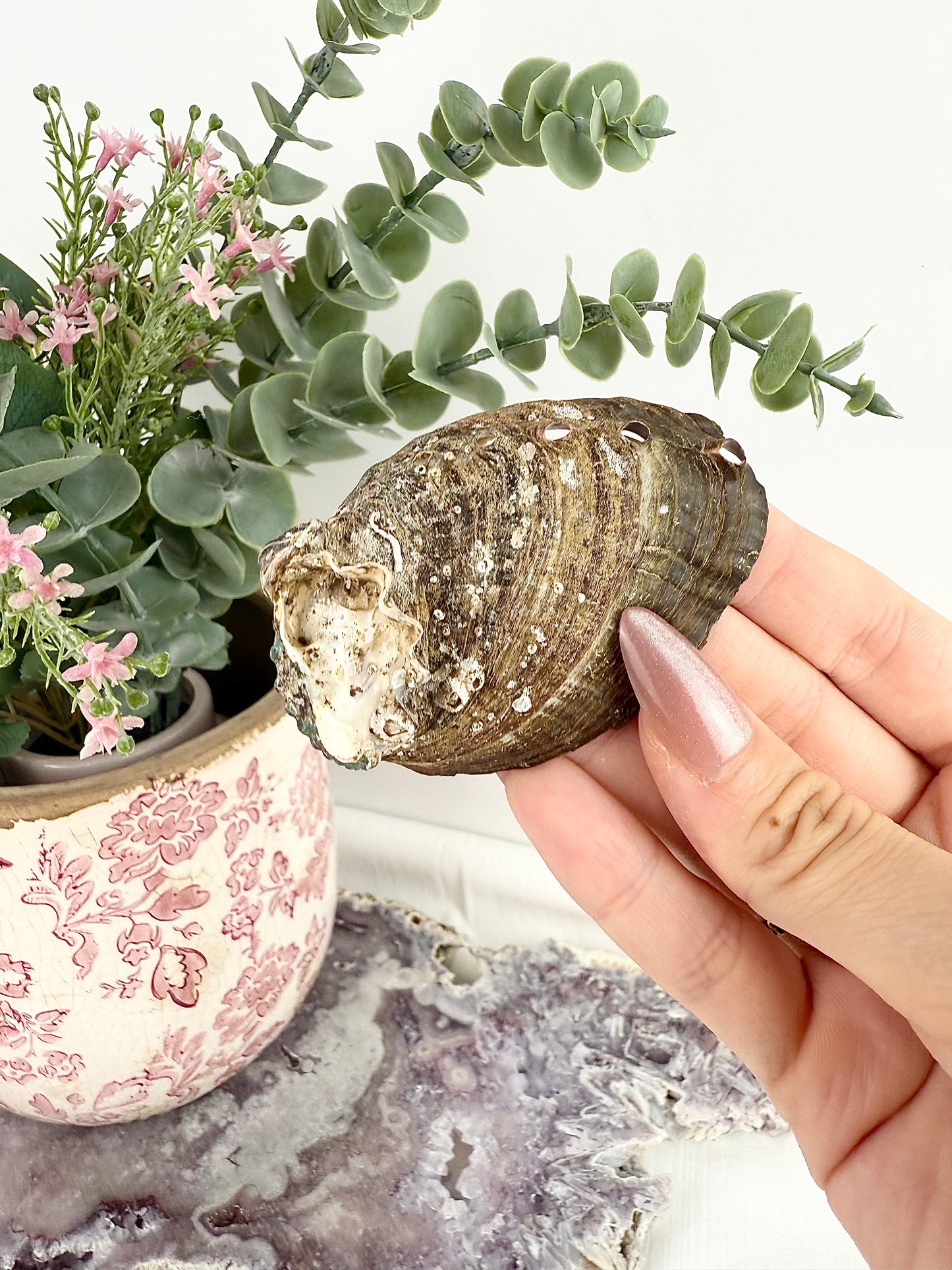 Abalone Shell