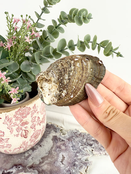Abalone Shell