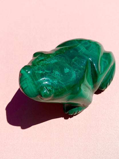 Malachite Frog